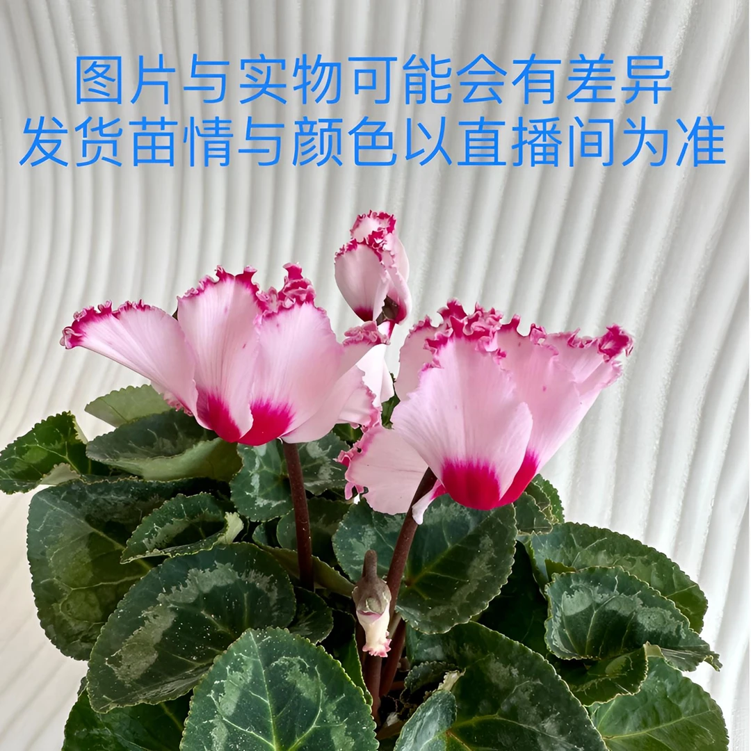 【6.彩云】（拍3发4）~一代仙客来带花带花苞 室内美观盆栽花卉