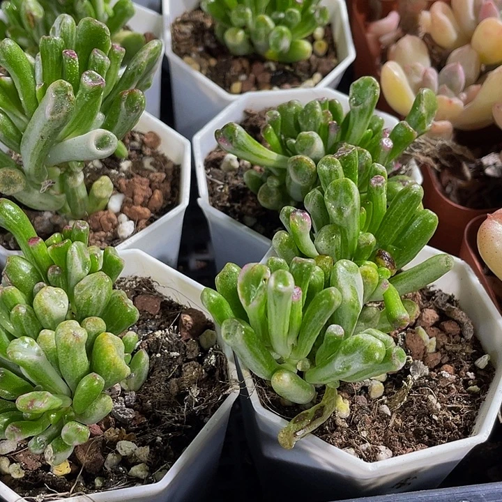 西财树锦带盆土发