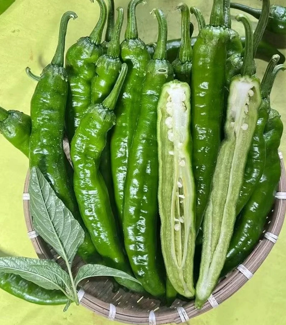 【老周助农】本地辣椒露天种植现摘现发薄皮辣椒