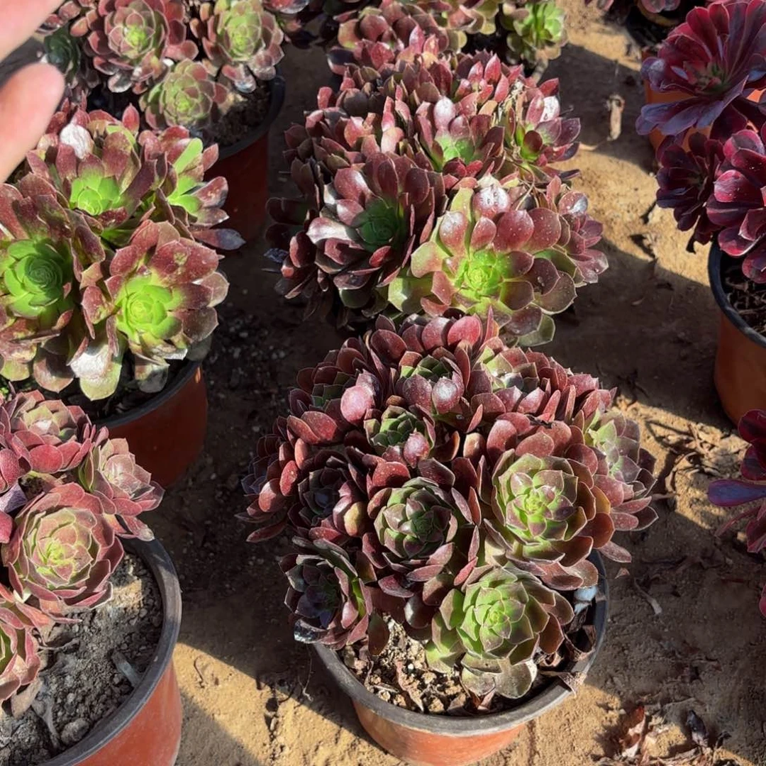 黑金玫瑰绣球9.9多肉植物