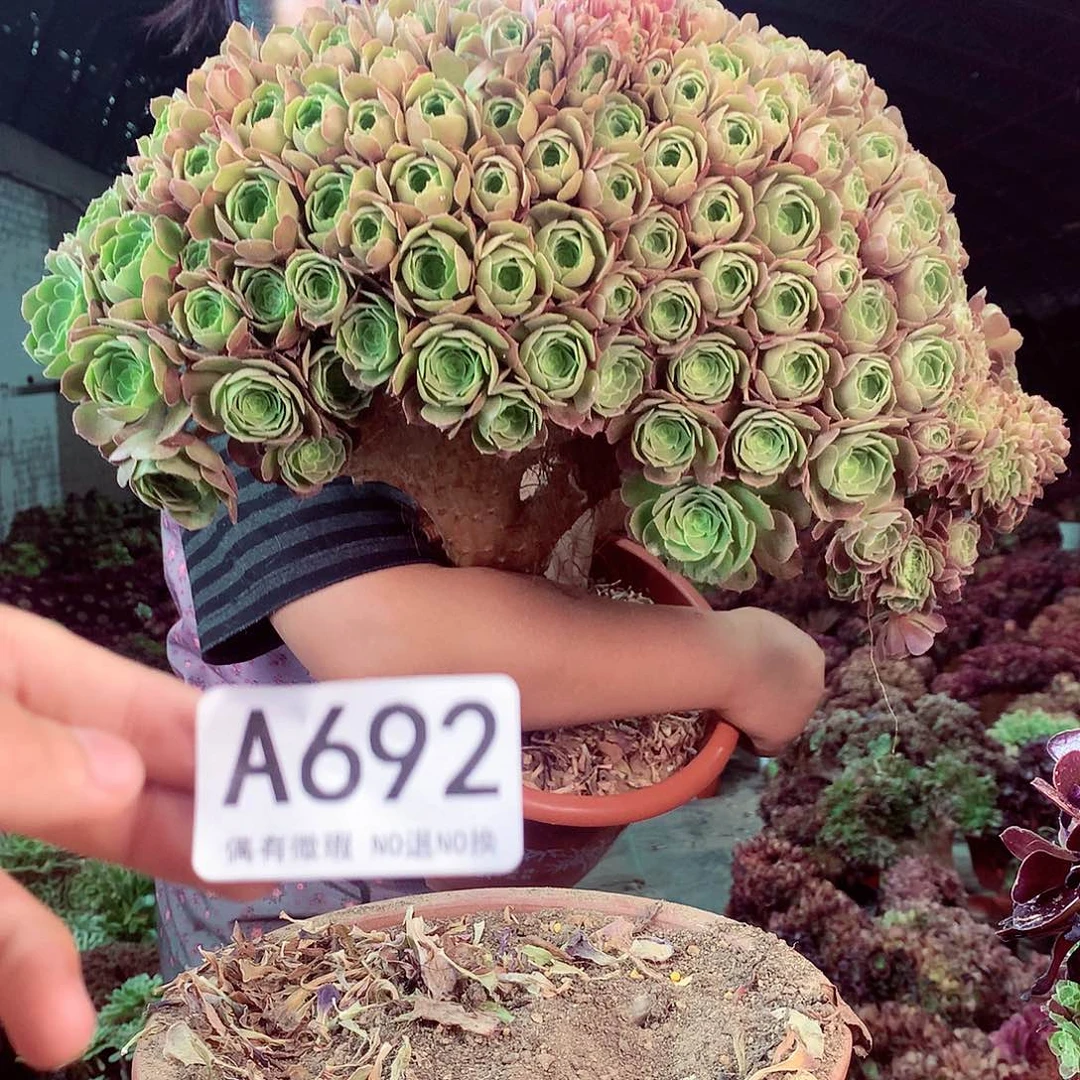 无花朵柒哥多肉法师不包侧断枝692