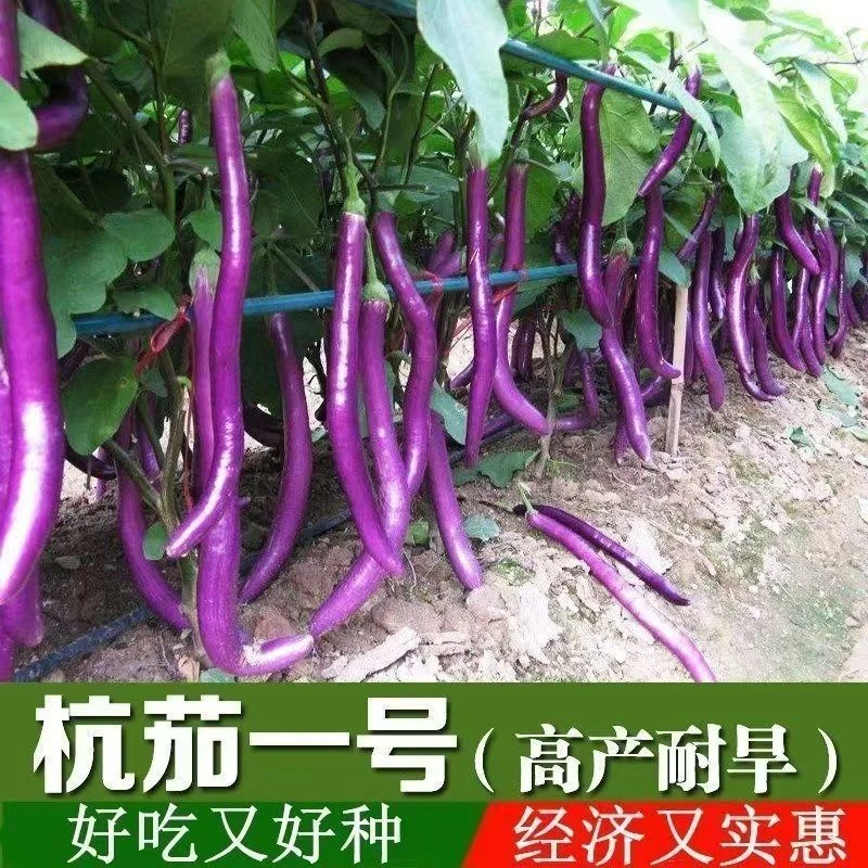 （拍2份发3份）杭茄/线茄苗 四季蔬菜高产优质种苗穴盘苗