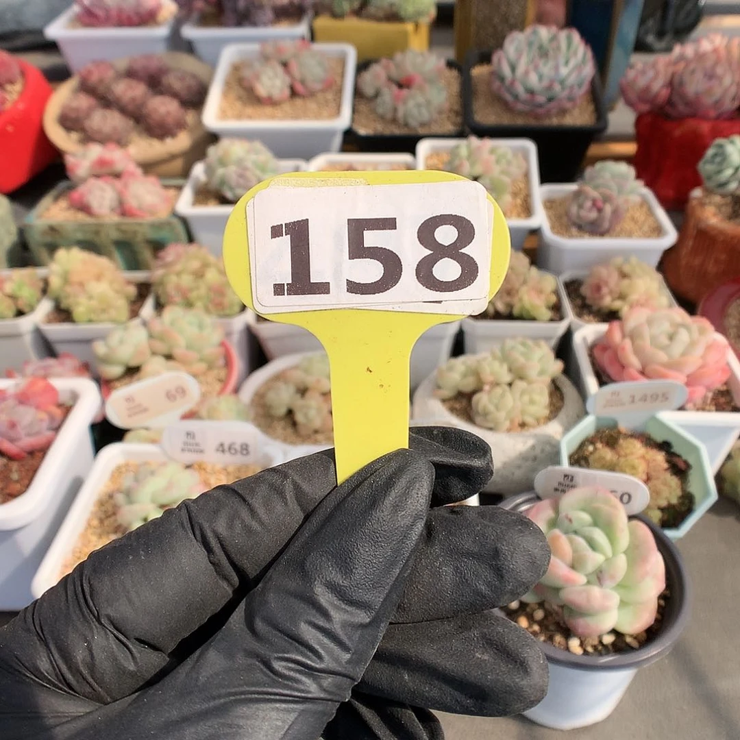 158 白的寄养扣除化水的一个昂斯诺群生150