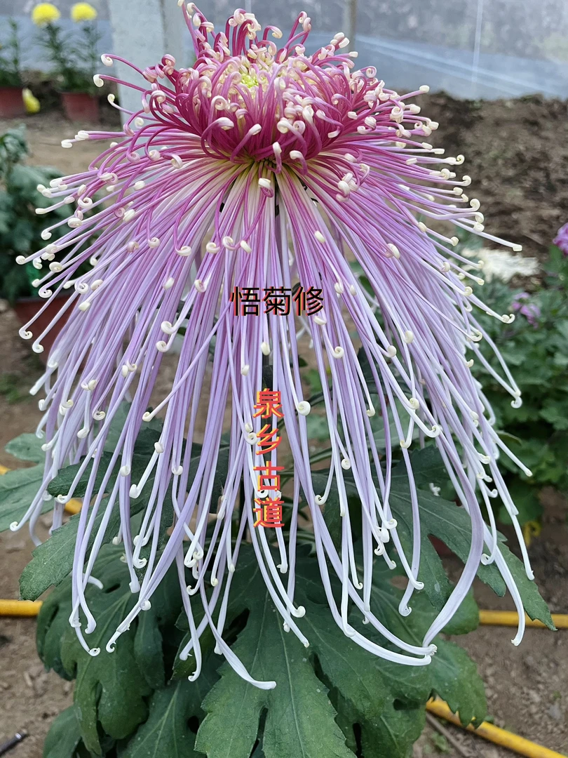 对版精品大菊20棵一组/数量有限