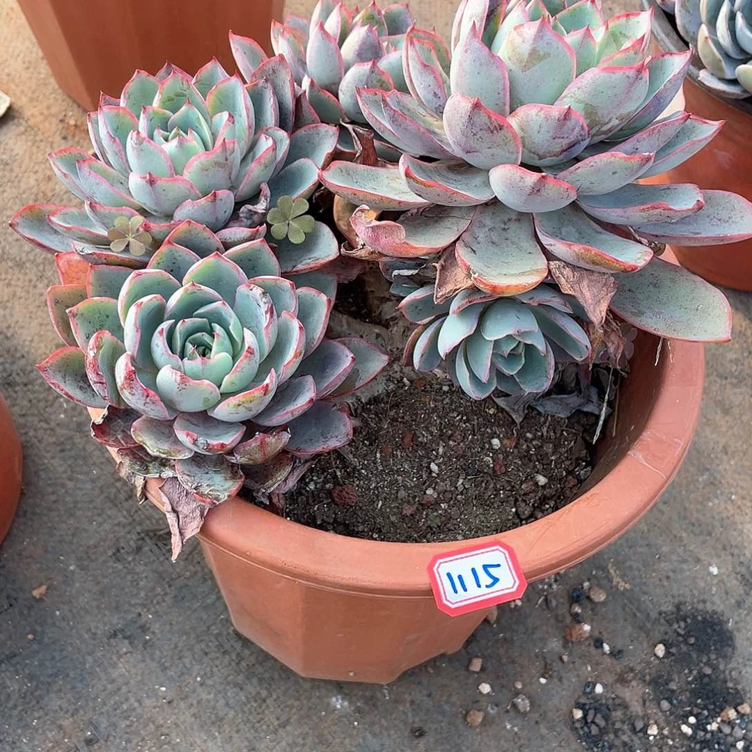 1115赫拉 一物一拍多肉