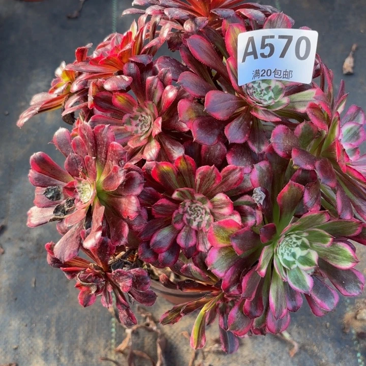 瑞妈多肉植物。570同花顺