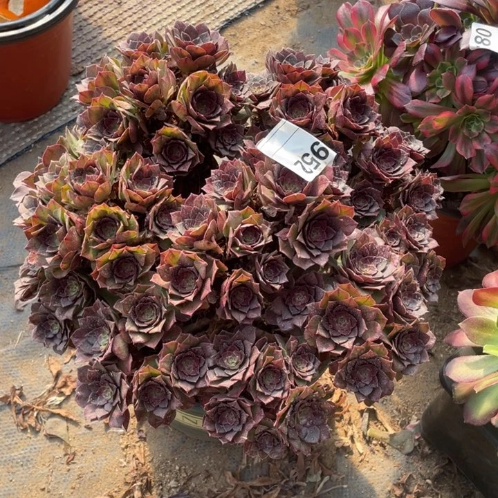 多肉桃花石法师952