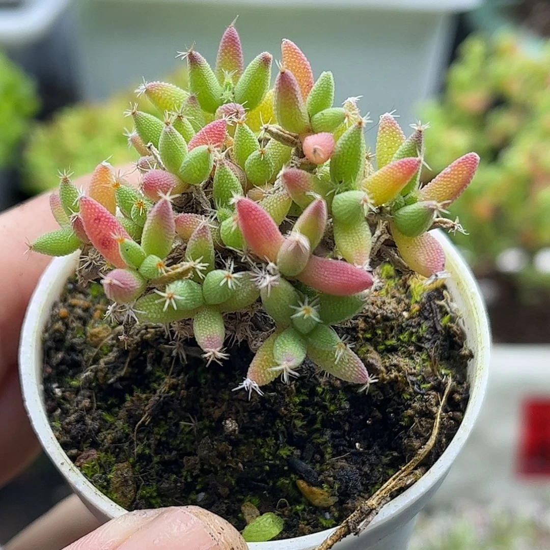 32实生玉米优选枝干番杏