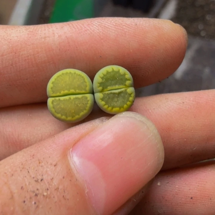 陈***陈多肉植物的生长发育112