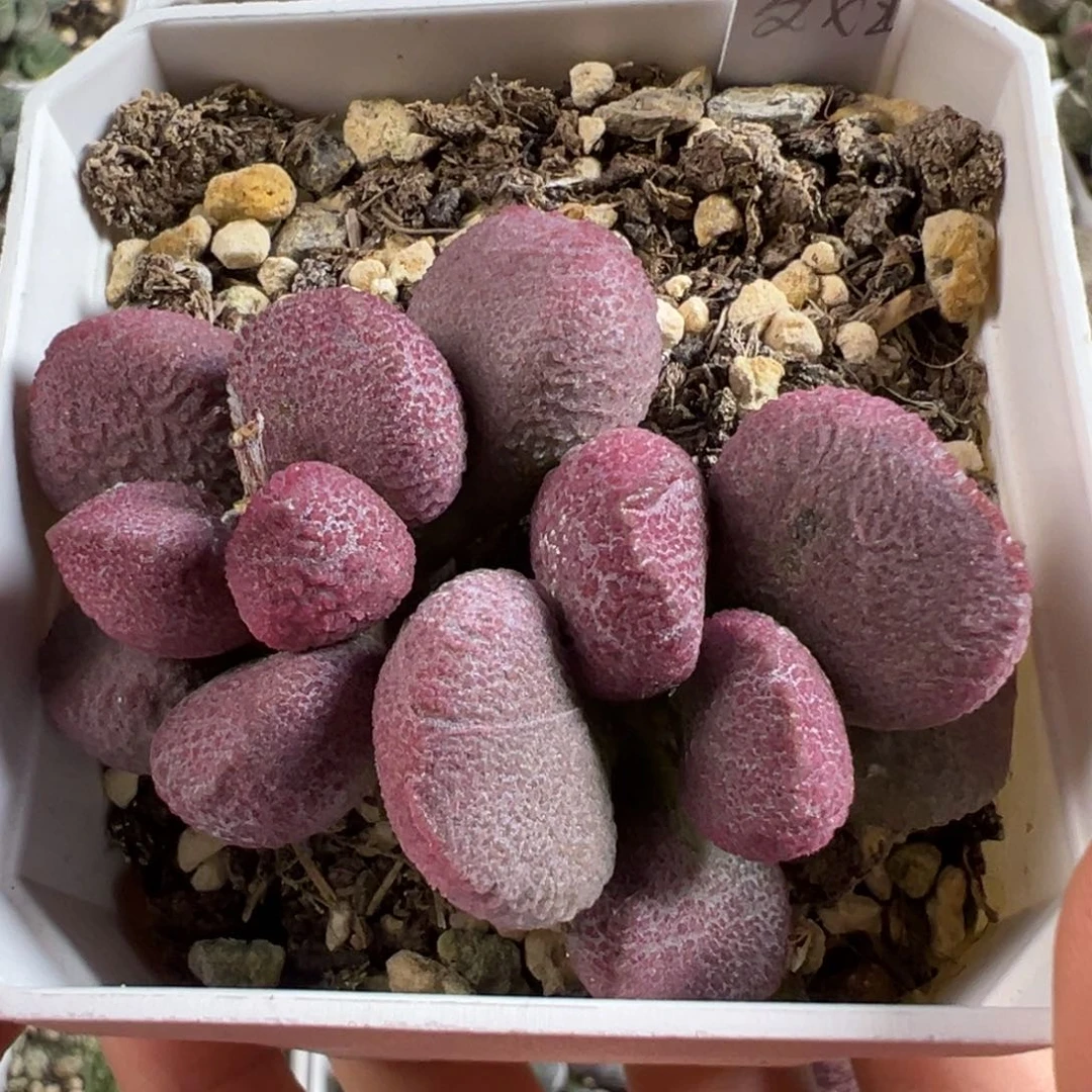 夏娃多肉植物水泡