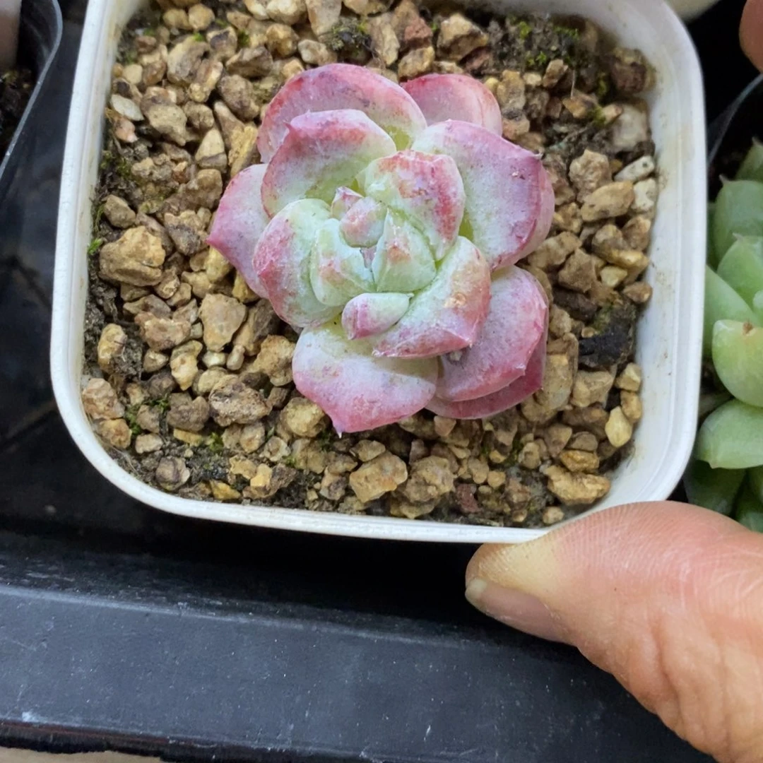 精品多肉一物一拍不包整243