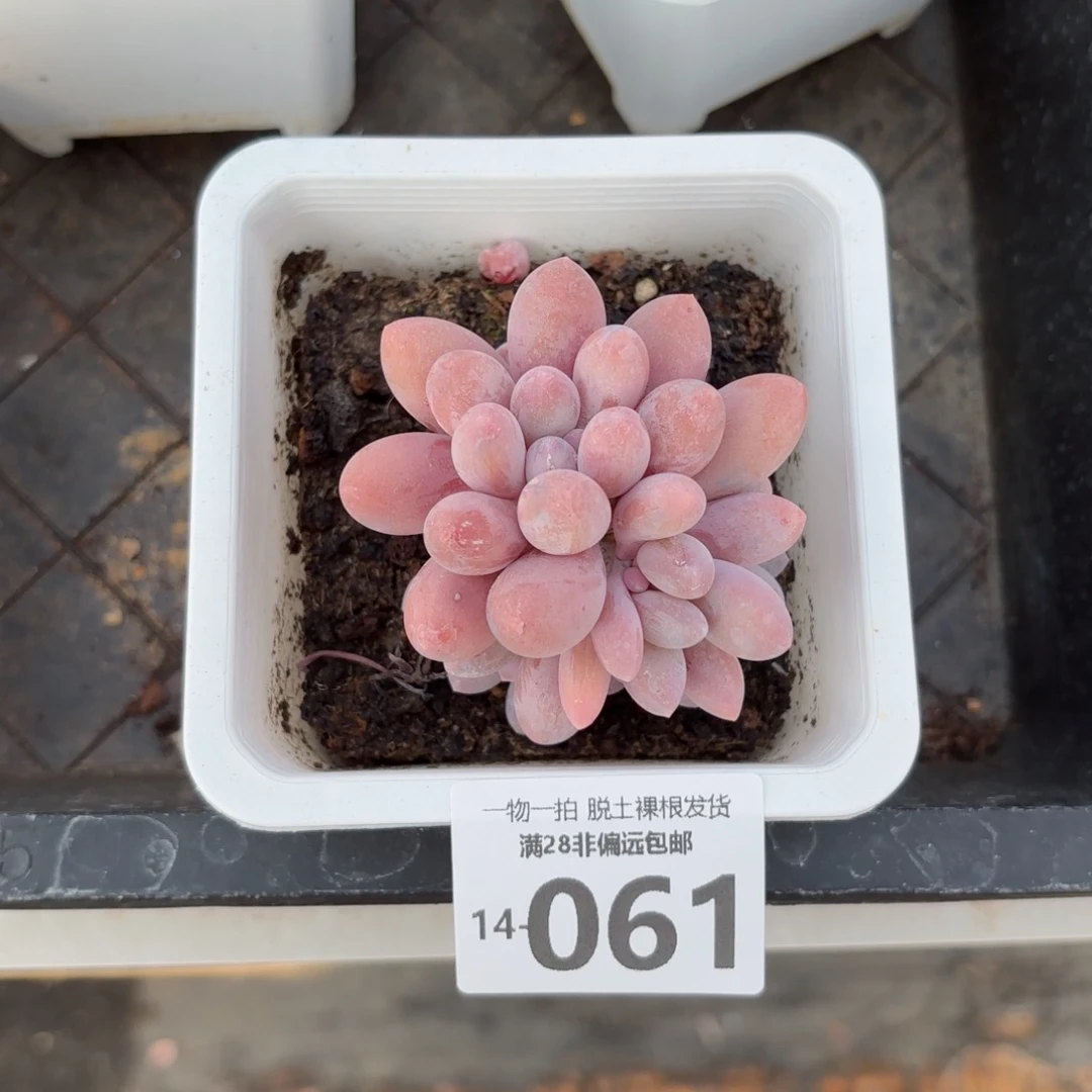 汤圆群多肉多肉多肉