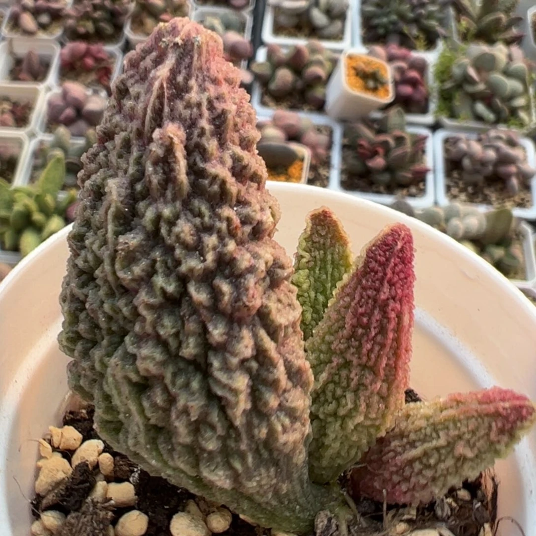 古灵阁超大母叶多肉植物水泡