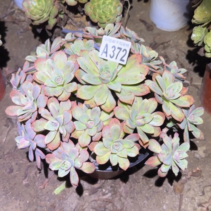 星灿……不包断枝……多肉植物