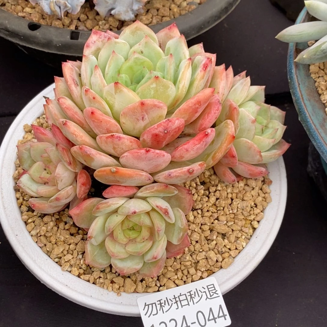 两单包邮1224-44蓝眼睛