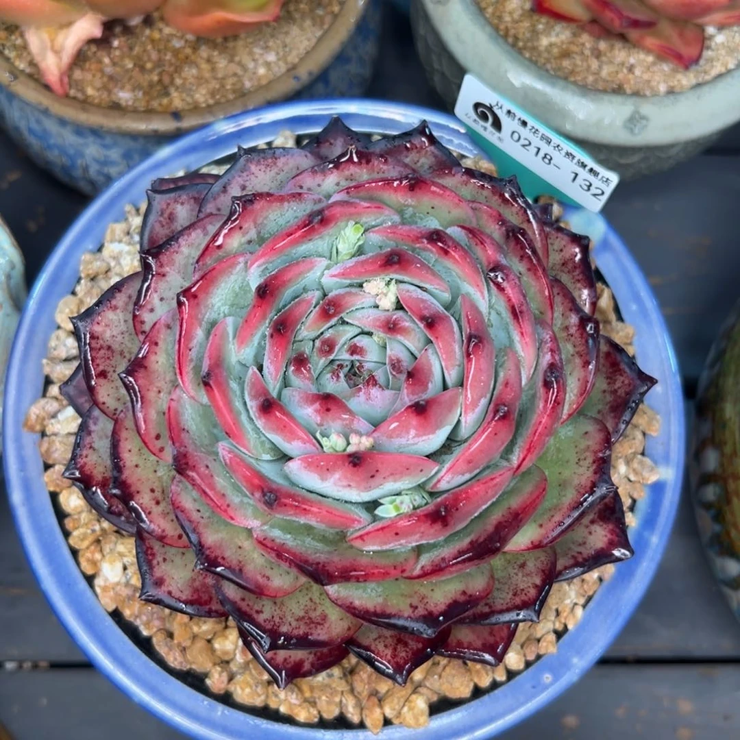 多肉一物一拍0218-132