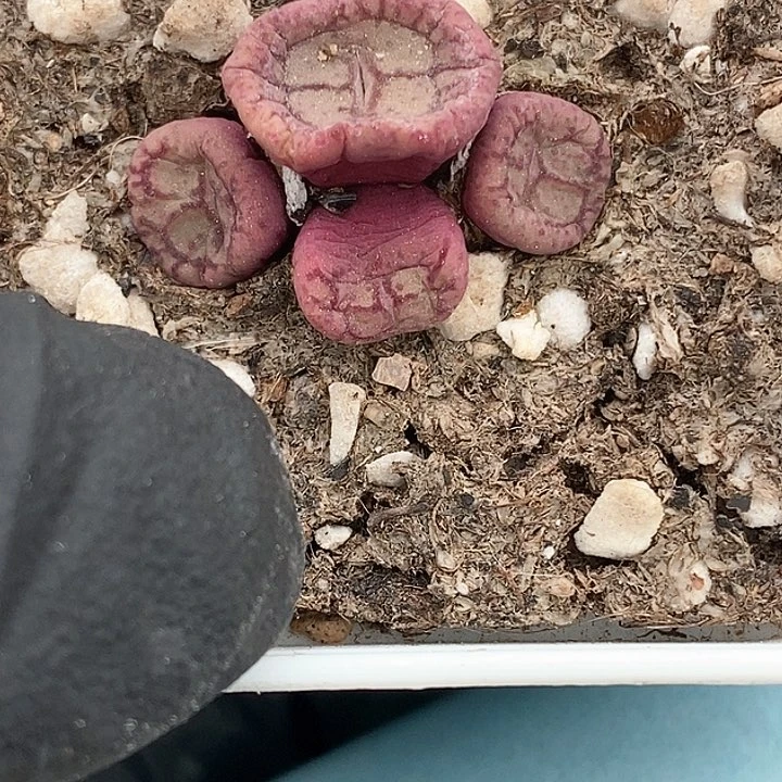 劳****?桃喜花园0130-15猴