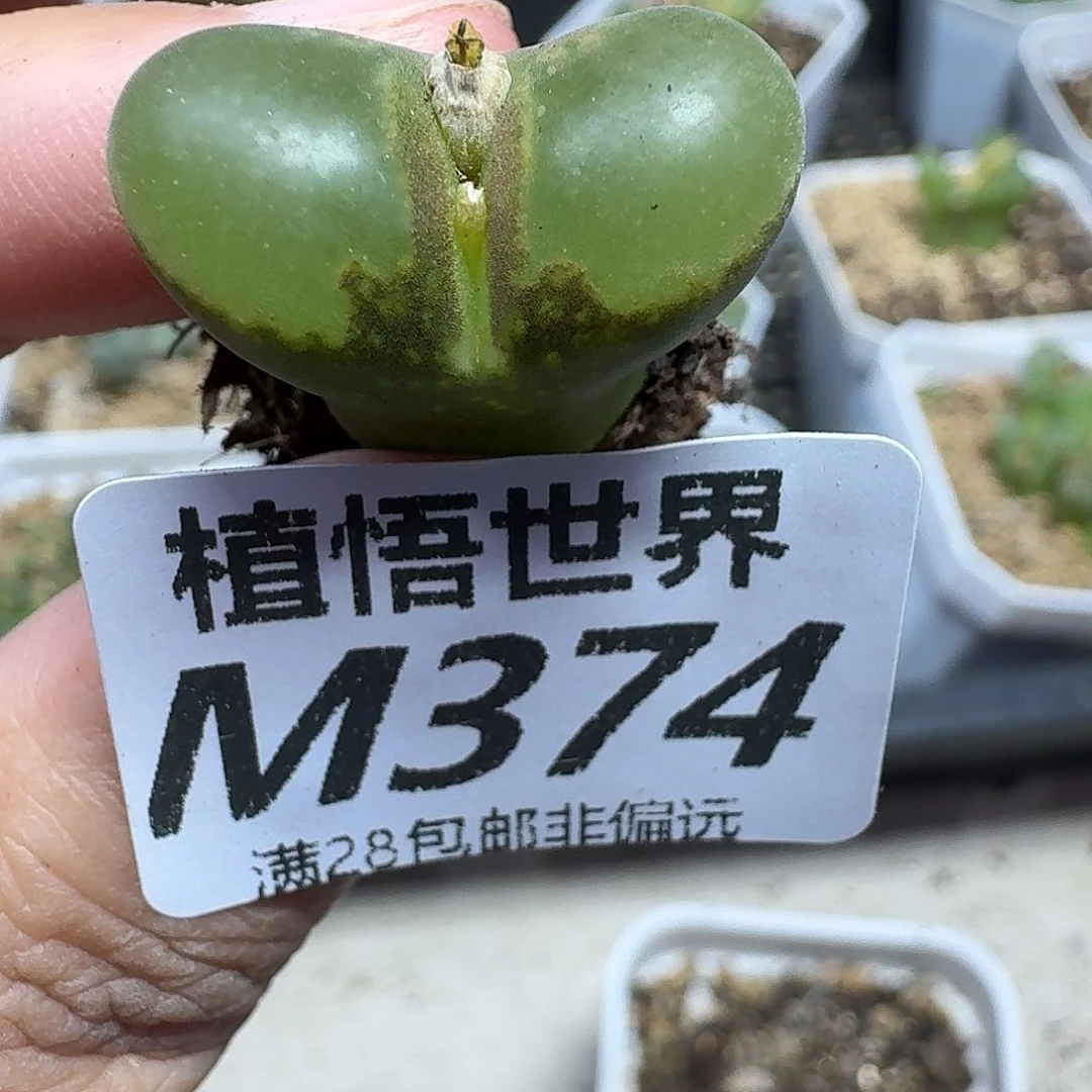 多肉植物的润泽ghj