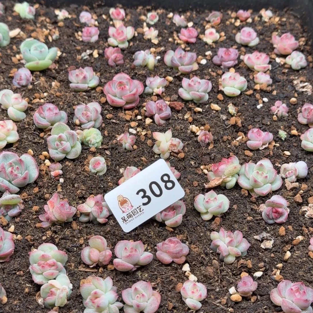 皮***侠多肉植物多肉植物