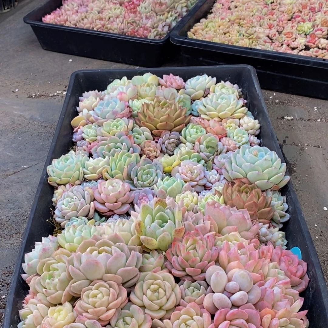 517多肉植物保护研究所所长助理