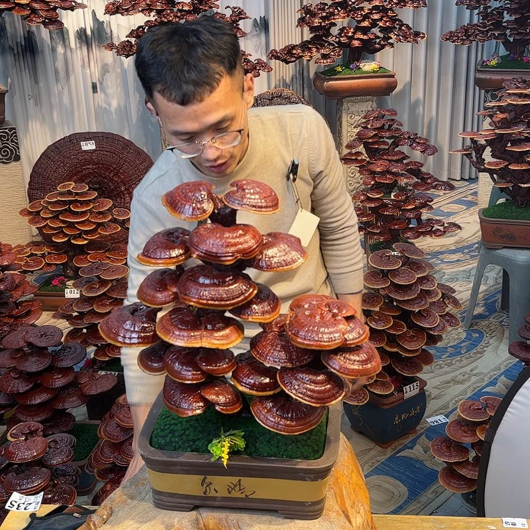 无花朵80888888888