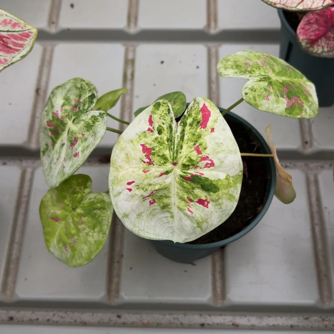 青苹果乐园泰国彩叶芋45-1212