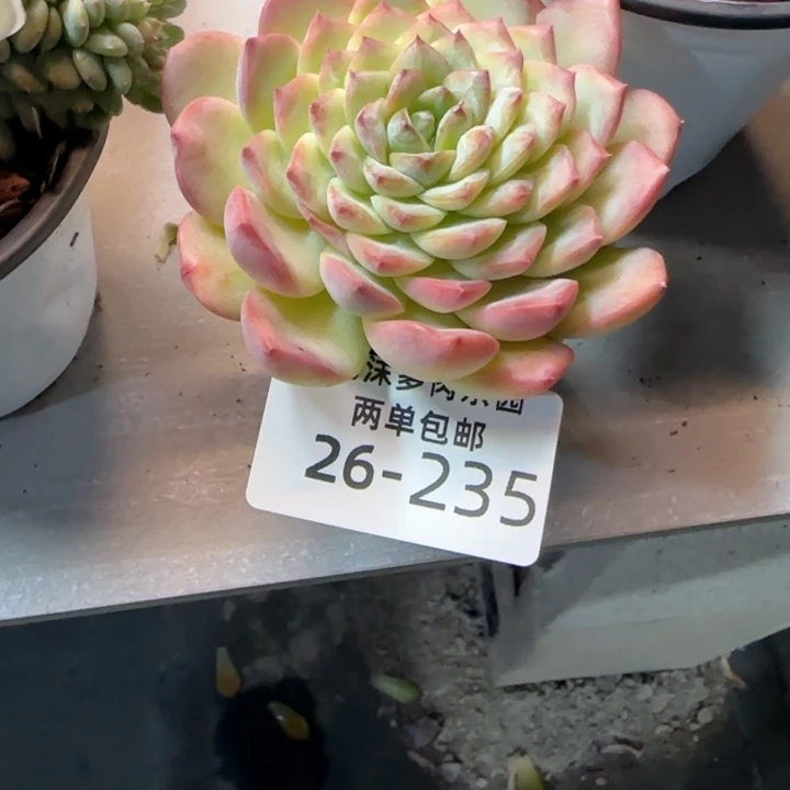 L***️26-235冰冰多肉植物
