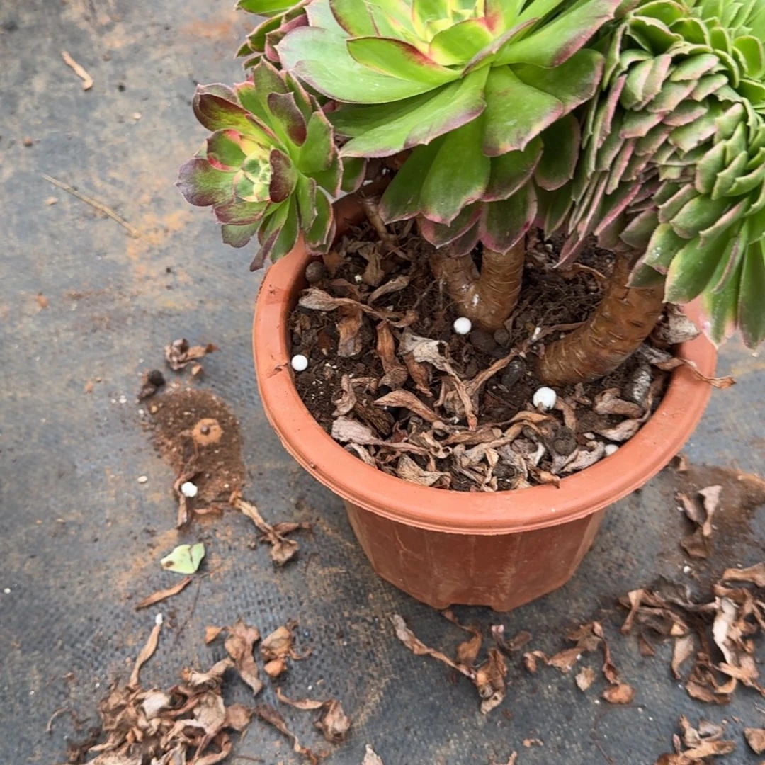 雯***子480海王缀化多肉植物满28包邮
