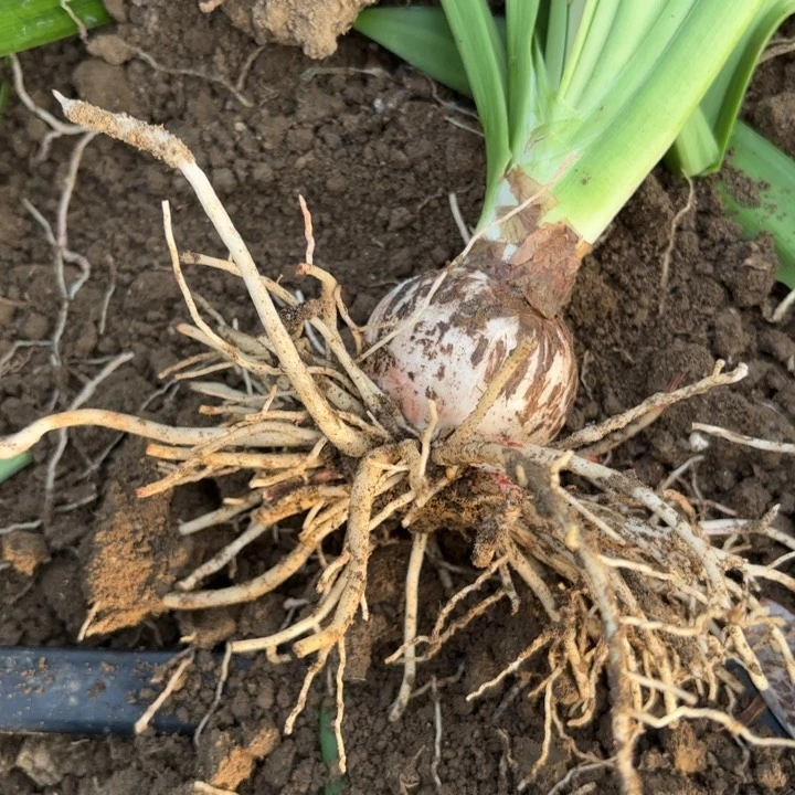 无花朵傲**开淘淘补差一号3038