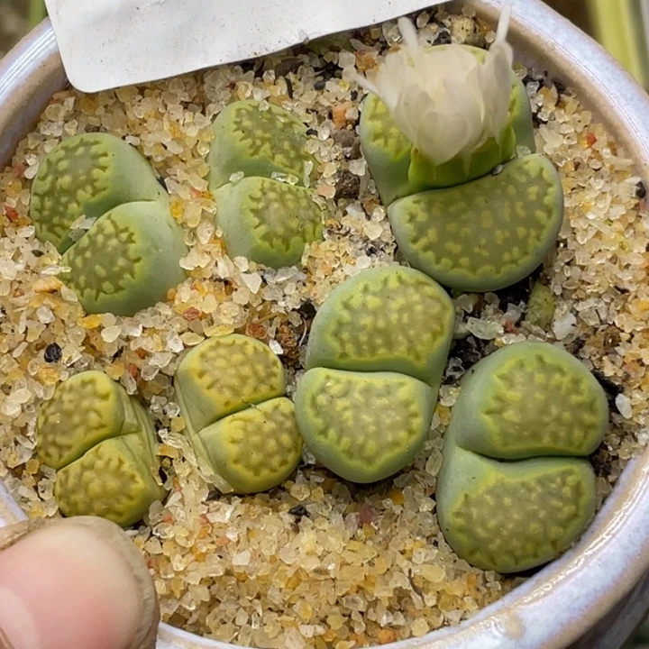 417绿巴厘母本带盆