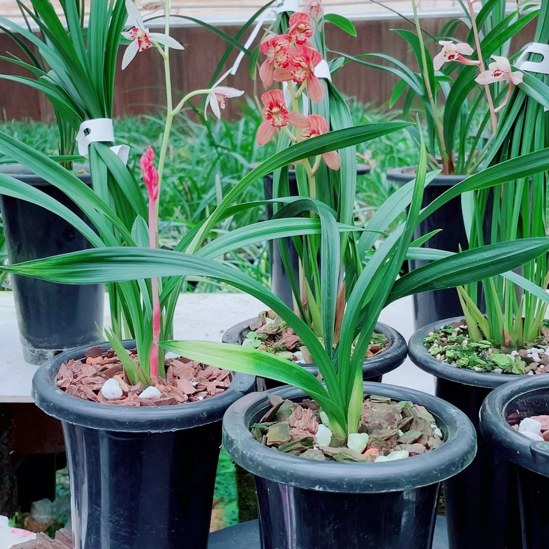 特***城完全开放一物一漂亮漂亮开花