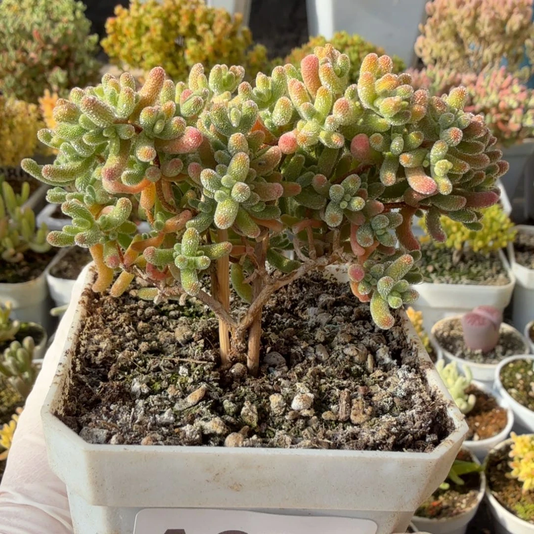 A936红冰晶枝干开播福利