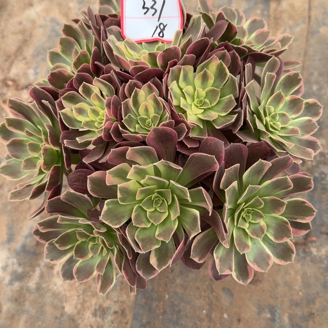 金丝雀法师一物一拍