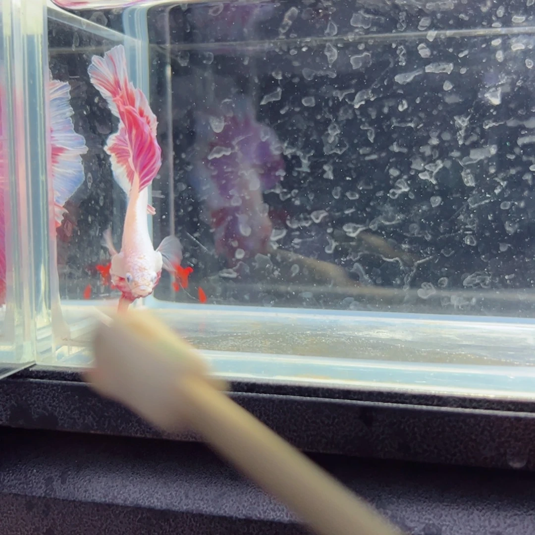 斗鱼浅色仙仙裙特殊尾