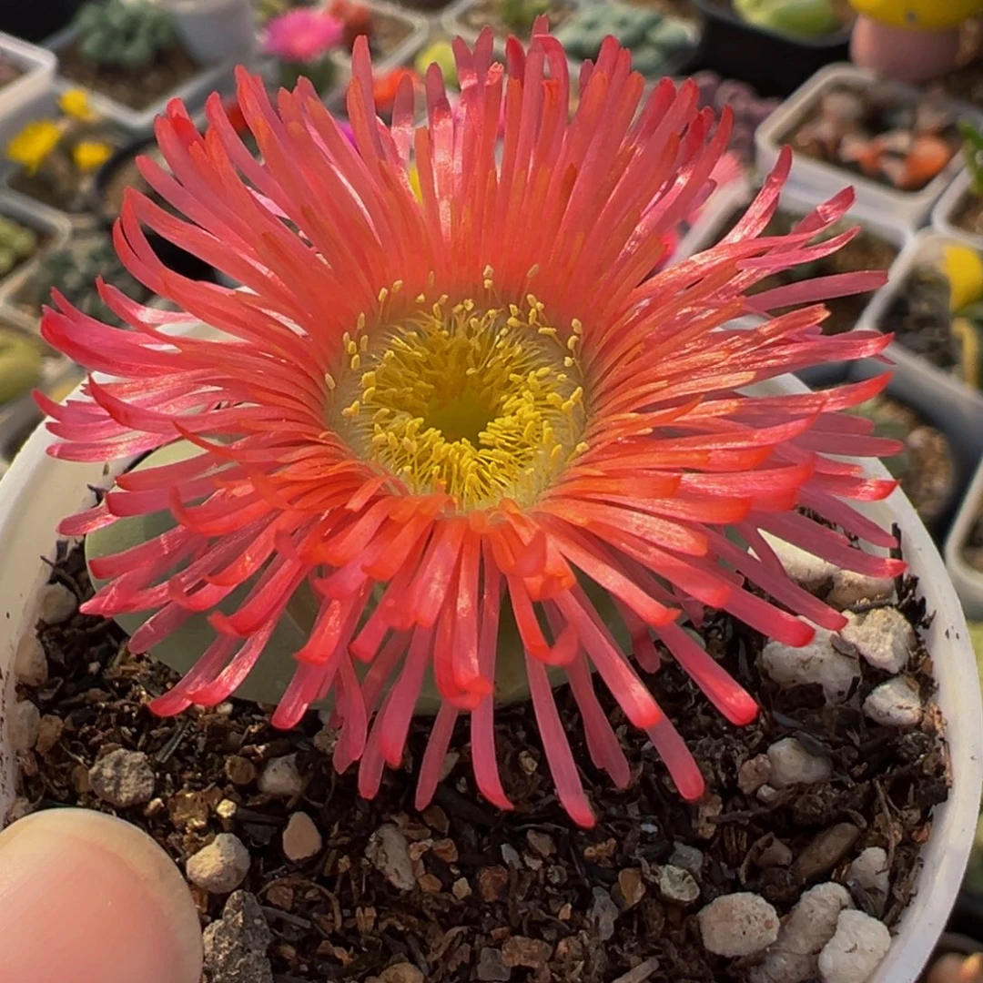 251多肉植物种类和
