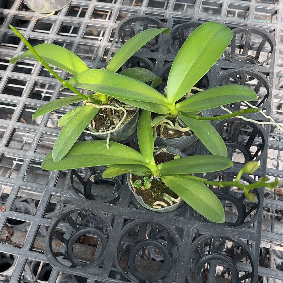 完全开放紫玉铃铛