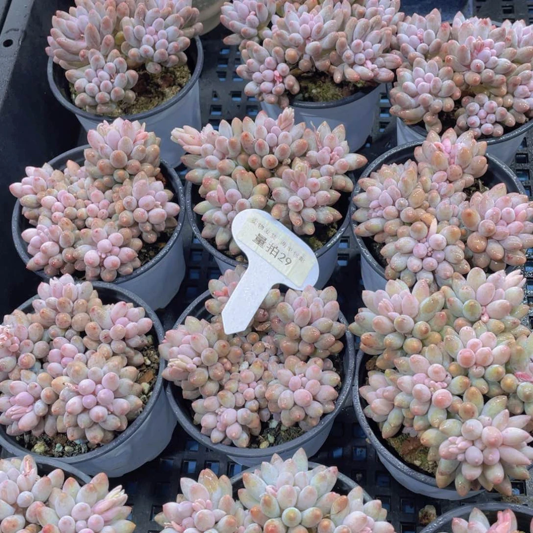 量拍29号 老桩多头婴儿手指群一个