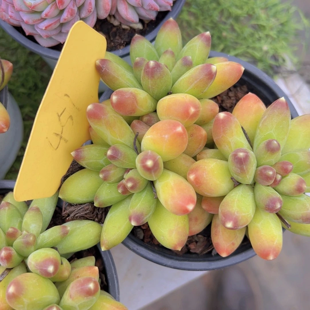 香玉的故事是一个人的故事