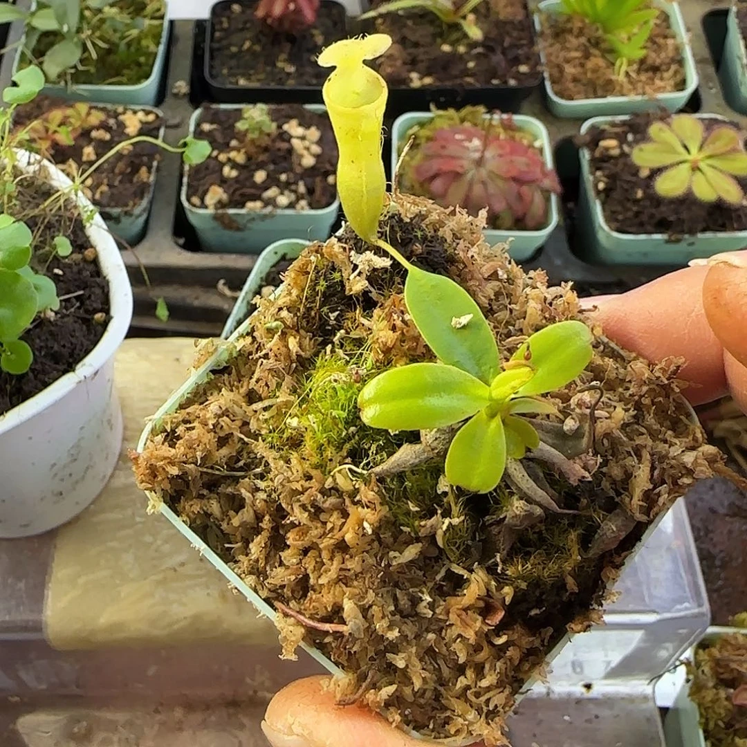 皮***酱完全开放风铃猪笼草