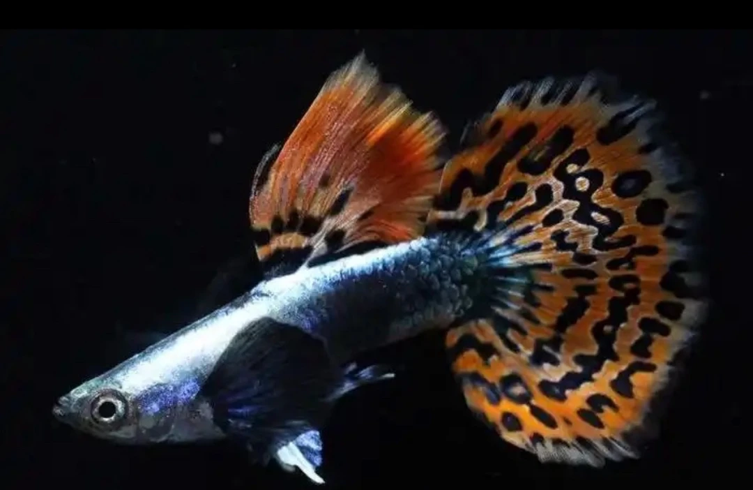 大耳马赛克小飞象5对3cm±