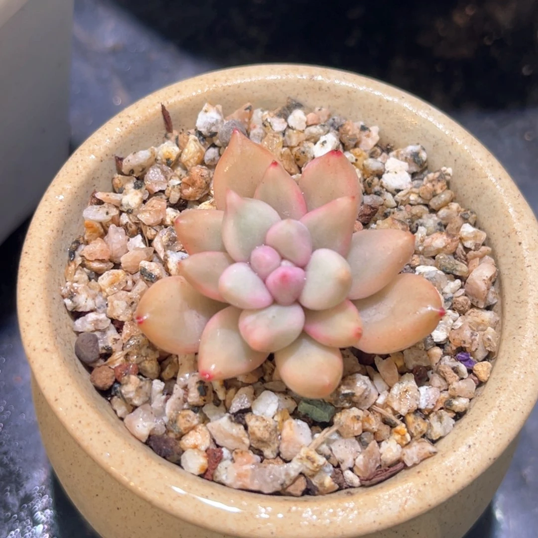 多肉特价红蜻蜓锦头盖