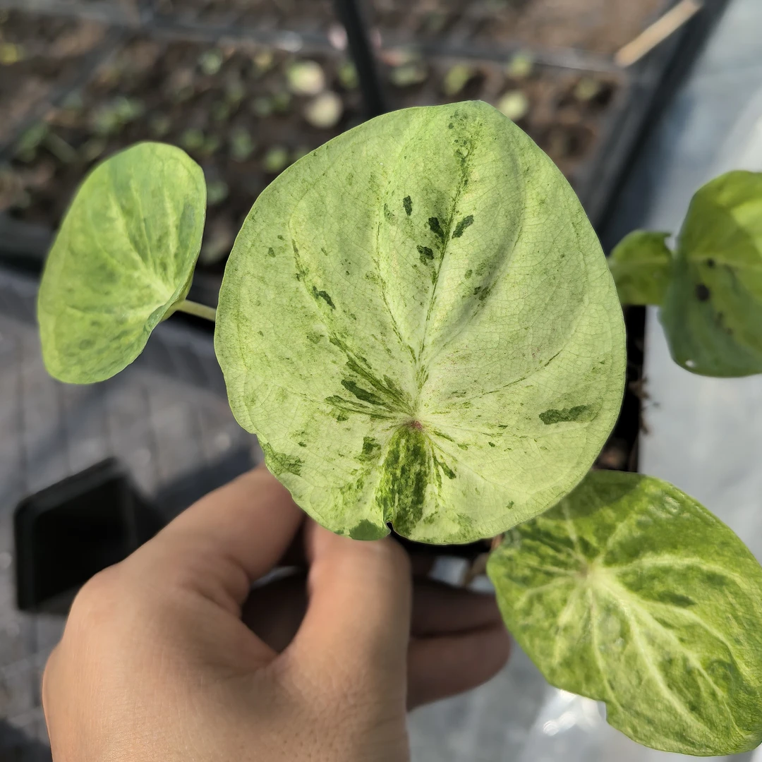 泰彩水蜜桃变异，颜色变异，叶形稳定，包品种不包叶损