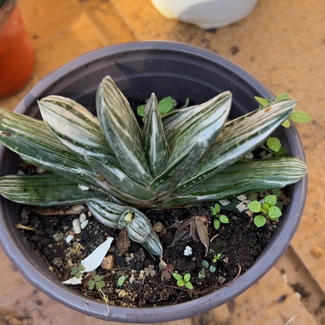 多肉植物奶油紫宝