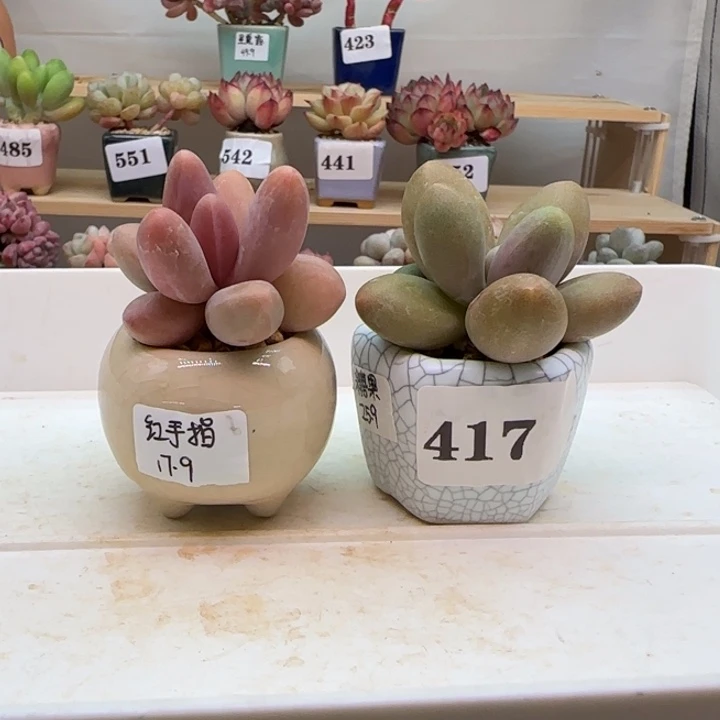 丨专拍满38包邮（除新疆 西藏 内蒙）