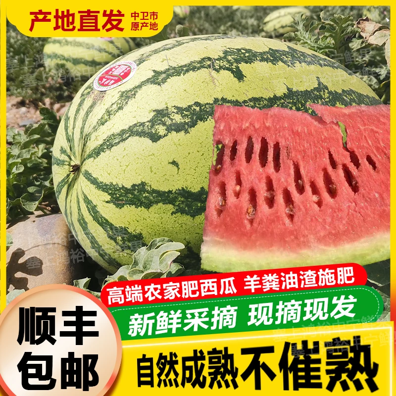 顺丰 正宗农家肥硒砂瓜宁夏中卫石头地沙瓤甜大西瓜水果新鲜现摘