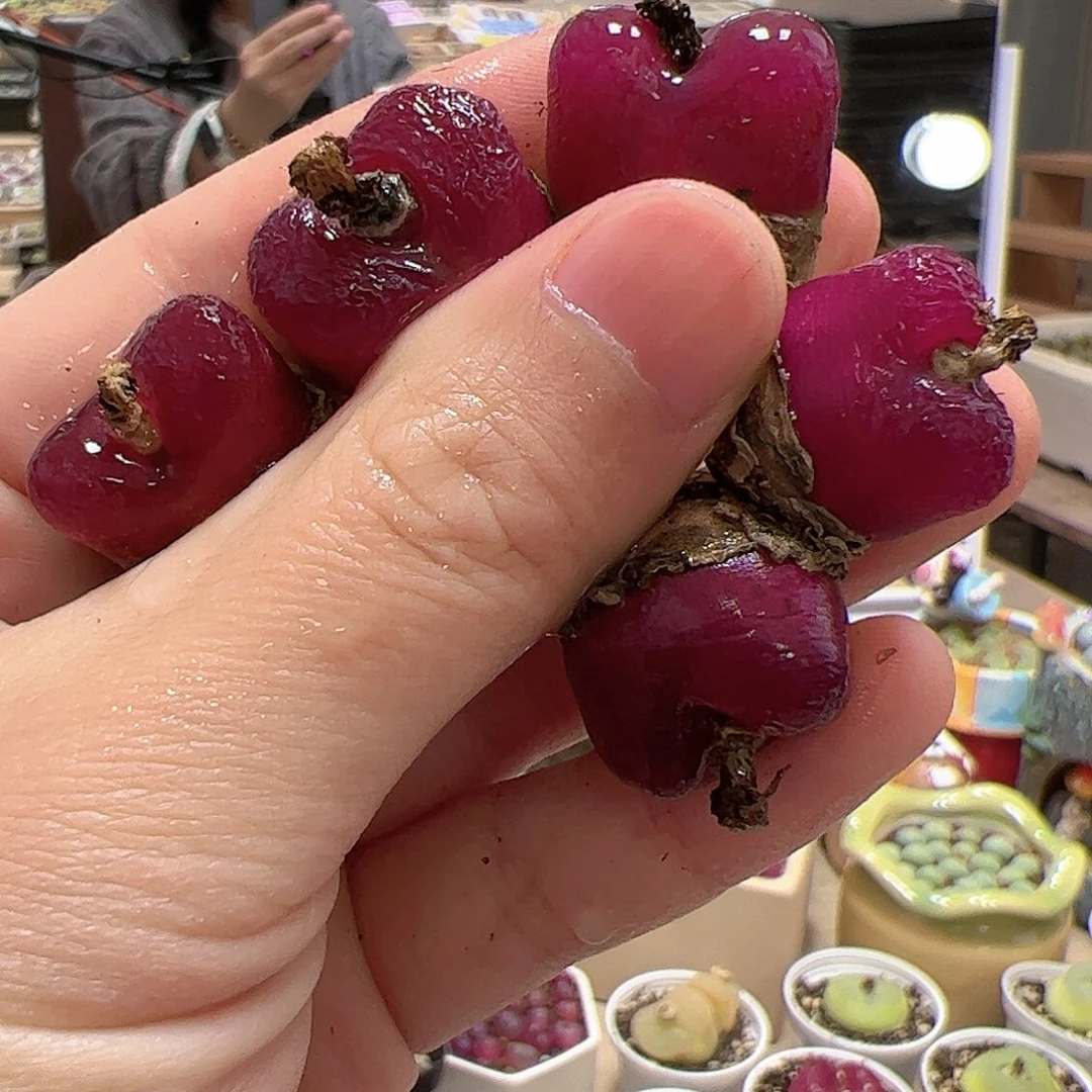 【闪购商品】192 车厘子x5