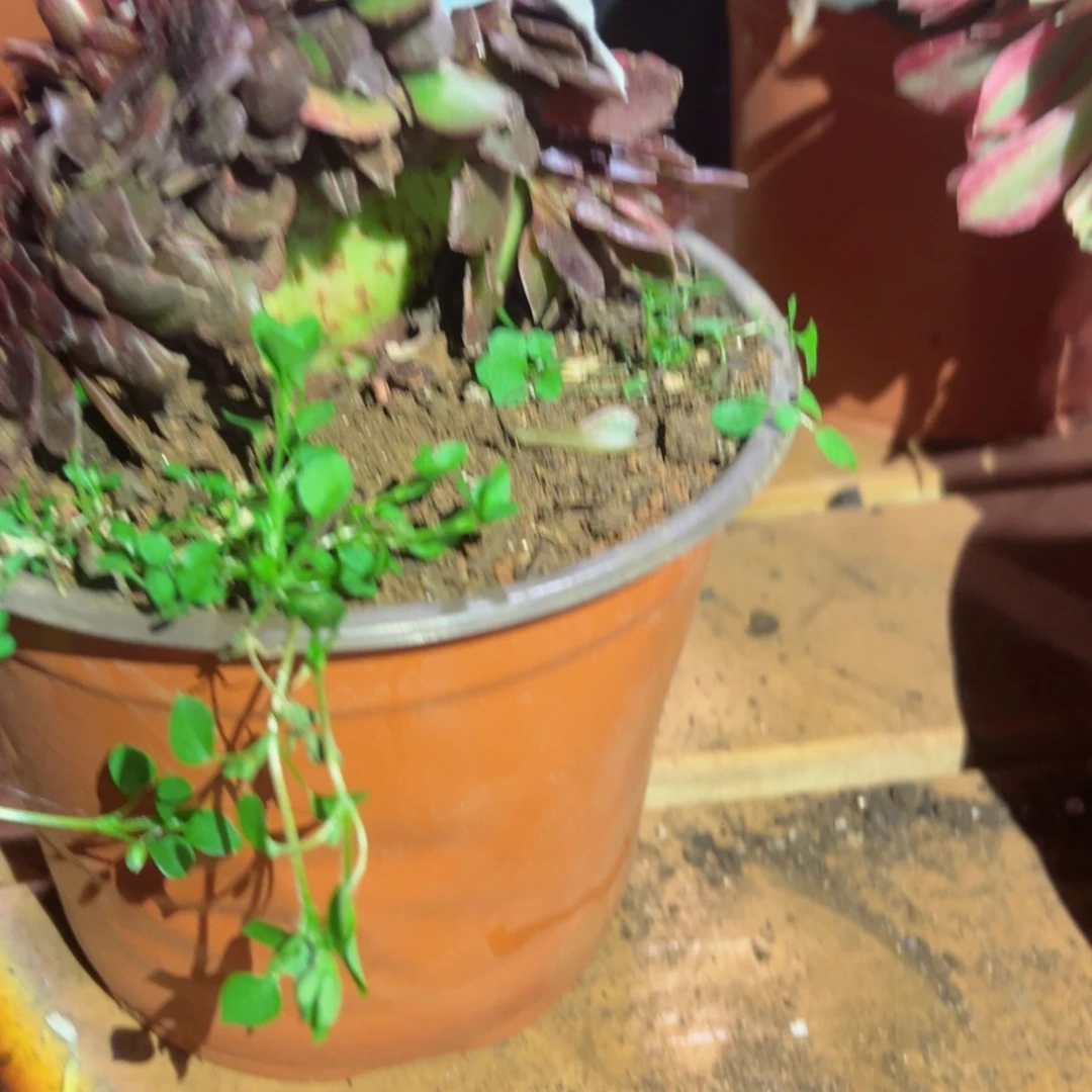 542 号多肉植物法师新年福利