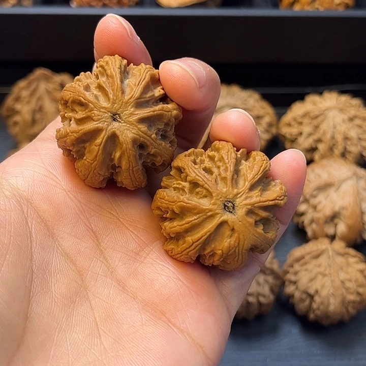 核桃秦岭突突突突突突突1