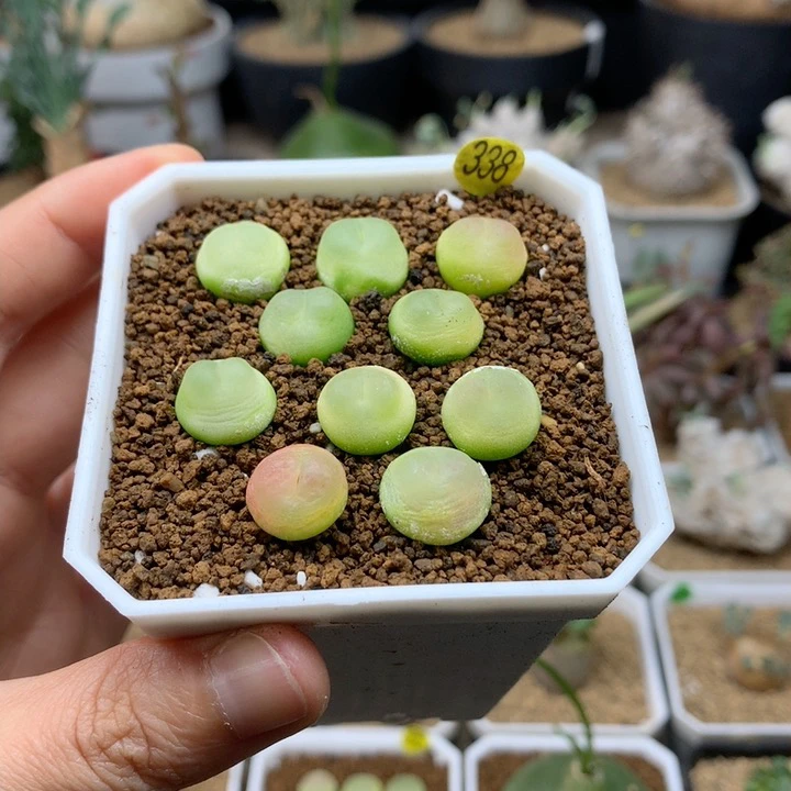 日系拉登一盆1-1.2cm脱土多肉