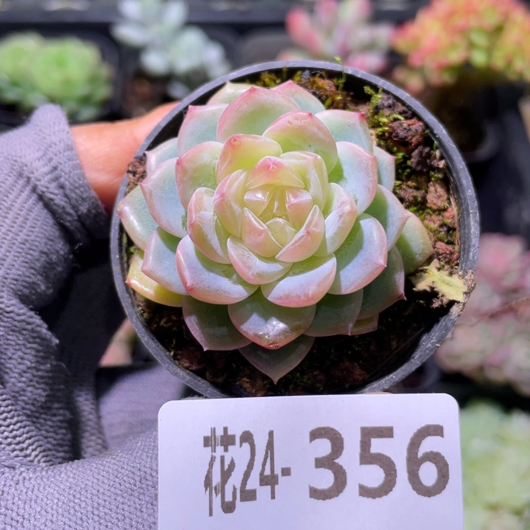 花利美24-356冰蕊